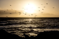 Seagulls